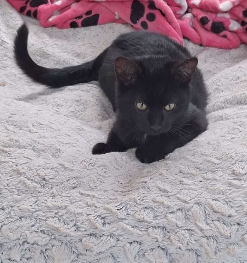 Queso - Fundación Criollos de la Montaña